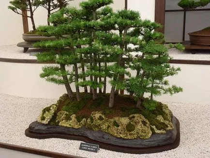 Arta de a bonsai idealizat armonia naturii