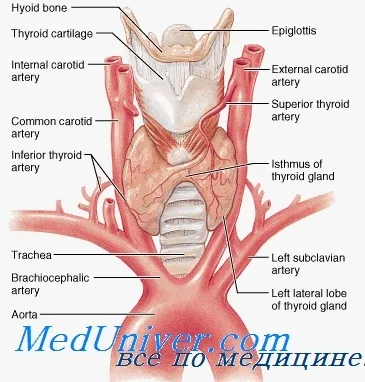 Formarea (Embriologie) a glandei tiroide si anatomia