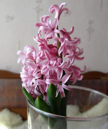 Hyacinth, soiuri, cultivarea într-o cameră, sera, sera