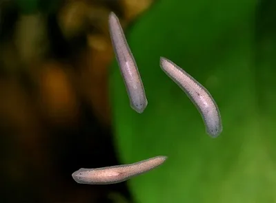 Hydra și planarian