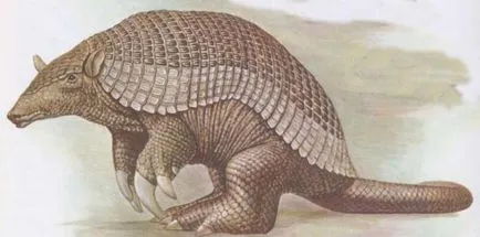 Gigant descriere animal Armadillo, habitat