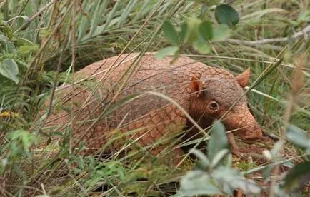 Gigant descriere animal Armadillo, habitat