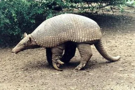 Gigant descriere animal Armadillo, habitat