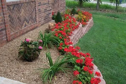 Geranium Garden - forme populare, cele mai bune soiuri și cultivarea de subtilitate