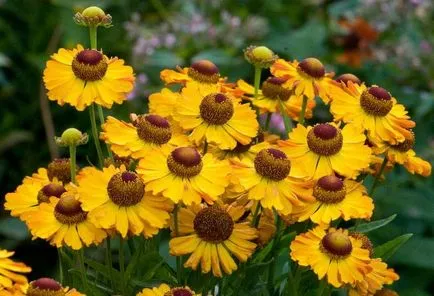 Helenium de plantare perene și cultivarea îngrijirea foto a semințelor pentru răsaduri atunci când plantare