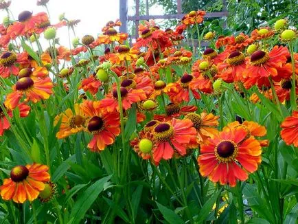 Helenium de plantare perene și cultivarea îngrijirea foto a semințelor pentru răsaduri atunci când plantare