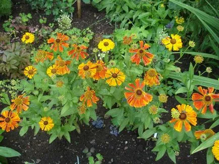 Helenium de plantare perene și cultivarea îngrijirea foto a semințelor pentru răsaduri atunci când plantare