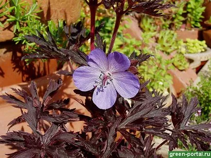 Geraniums a kertben szerény és bájos - kerttervezés saját kezét