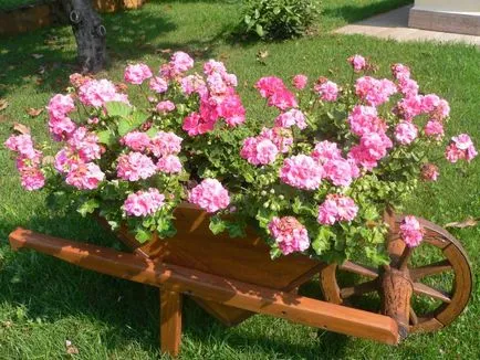 Geranium Garden - популярните форми, най-добрите сортове и отглеждане на финес