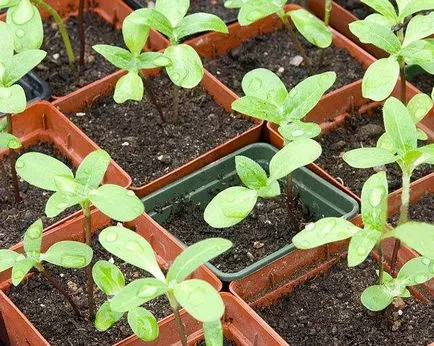 Helenium de plantare perene și cultivarea îngrijirea foto a semințelor pentru răsaduri atunci când plantare