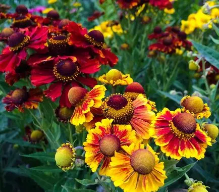 Helenium évelő ültetési és gondozási Photo termesztése a magokat palánták, ha ültetés