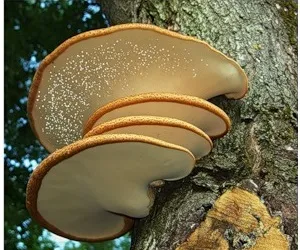 Mushroom прахан отслабване 2