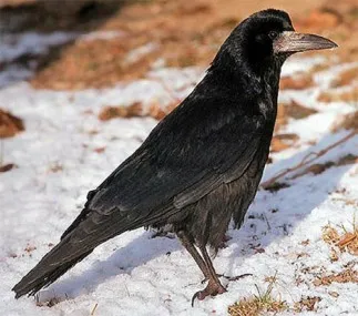 Rooks aliați sau dușmani