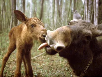 rezervație naturală de stat „Sumarokovo“, site-ul oficial - lapte Moose