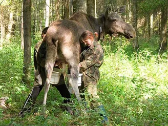 rezervație naturală de stat „Sumarokovo“, site-ul oficial - lapte Moose