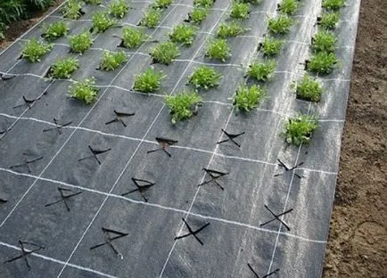 Приготвя оранжерия за пролетта засаждане, растително случай ()