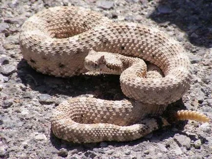 Rattlesnake sunatoare veninul de șarpe cu clopoței unui șarpe cu clopoței, animale