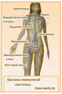 Имунната система - нашата защита