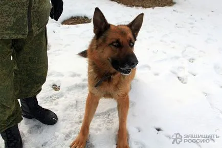 Arról, hogy hogyan hozza fel a gonoszt, hanem egy érzékeny határ kutya