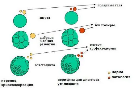 Имплантирането на яйцеклетка