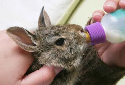 Изкуствено подхранване на зайци - хранителни зайци - Развъждане на зайци - статия за зайци