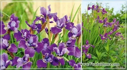 Siberian Iris (foto) cultivarea și întreținerea, site-ul de grădină, cabana și plante de apartament