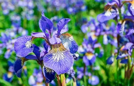 Siberian Iris fotografie și descriere, de plantare și îngrijire - eteplitsa