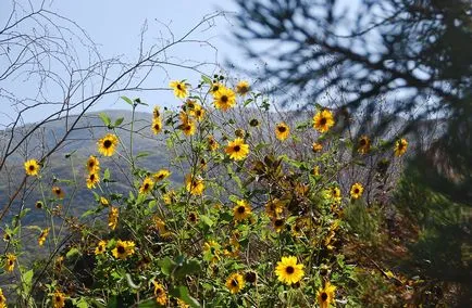 poveste de floarea-soarelui - floarea soarelui, fotografie știri