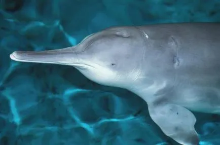 Застрашени видове китайски речен делфин (baijiu)