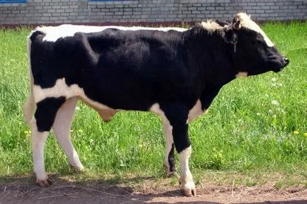 Istoben порода крави
