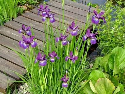 Siberian Iris fotografie și descriere, de plantare și îngrijire - eteplitsa