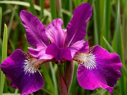 Siberian Iris fotografie și descriere, de plantare și îngrijire - eteplitsa