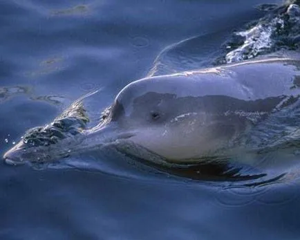 Застрашени видове китайски речен делфин (baijiu)