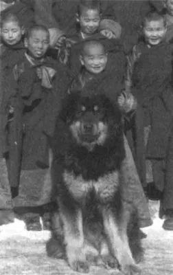 A történelem kutyák Közép-Ázsiában, a buddhizmust Kalmykia