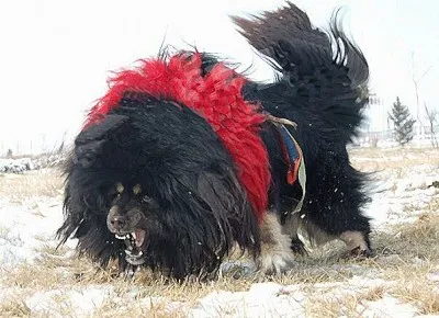 A történelem kutyák Közép-Ázsiában, a buddhizmust Kalmykia