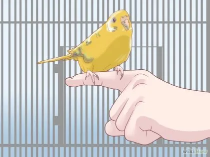 Как да спечелим доверието на вашия Budgie