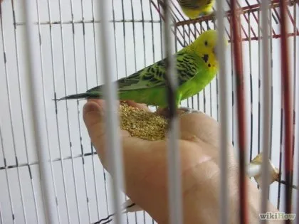 Как да спечелим доверието на вашия Budgie