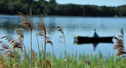 Care pește prins în Lacul Ladoga alți pești