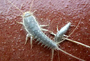 Cum sa scapi de silverfish în fotografie baie și tipuri, mijloacele și metodele de distrugere a silverfish în casă