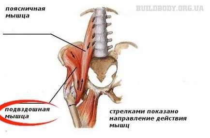 Кои мускули работят, когато работи