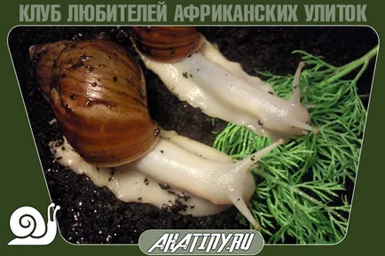 Főzni csigák Achatina csiga vagy valaki hasznos diéta