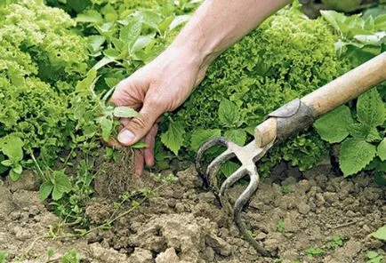 Как да се отървете от плевелите в градината ефективни начини и средства за строителство и ремонт