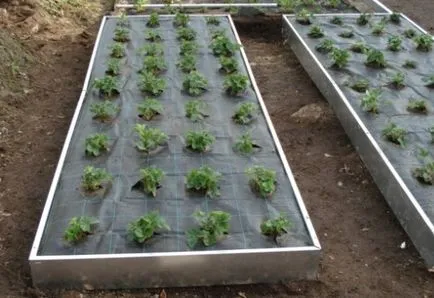 Как да се отървете от плевелите в градината ефективни начини и средства за строителство и ремонт