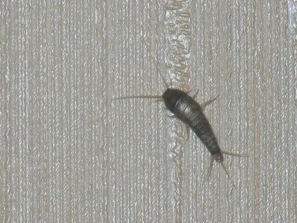 Cum sa scapi de silverfish în fotografie baie și tipuri, mijloacele și metodele de distrugere a silverfish în casă