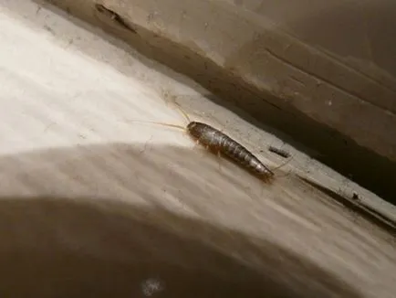 Cum sa scapi de silverfish în fotografie baie și tipuri, mijloacele și metodele de distrugere a silverfish în casă