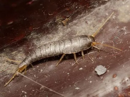 Cum sa scapi de silverfish în fotografie baie și tipuri, mijloacele și metodele de distrugere a silverfish în casă