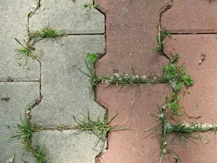 Hogyan lehet megszabadulni a fű a kerti úton