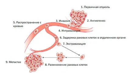 Как да се направи топола клон с пъпки