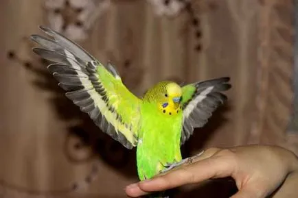 Cum de a preda un papagal pentru a vorbi ulanoo