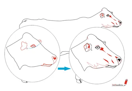 Cum de a desena o vacă cu un creion în etape